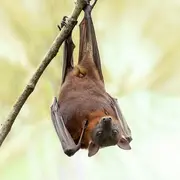 Balade nature : Le monde des chauves-souris