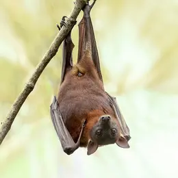 Balade nature : Le monde des chauves-souris