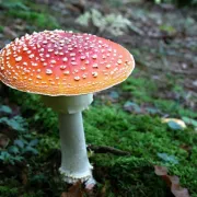 Balade nature : les champignons