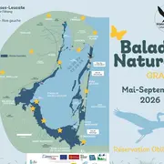 Balade Nature : Les Oiseaux Du Bâti