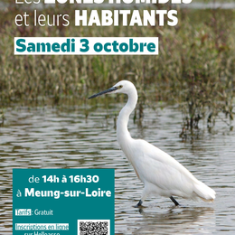 Balade nature : Les zones humides et leurs habitants