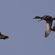 Balade nature oiseaux
