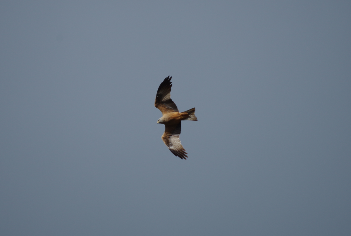 Balade nature oiseaux - Les oiseaux de l’été