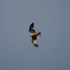 Balade nature oiseaux - Les oiseaux de l’été