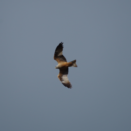 Balade nature oiseaux - Les oiseaux de l’été