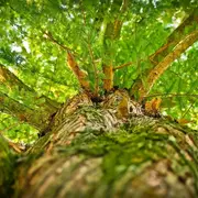 Balade nature sensorielle