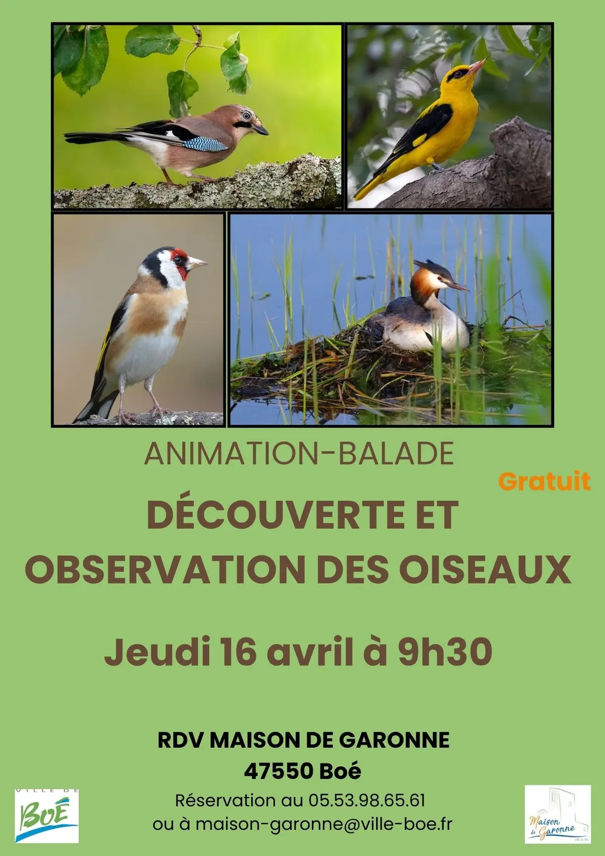 Balade nature sur l’observation des oiseaux