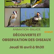 Balade nature sur l’observation des oiseaux