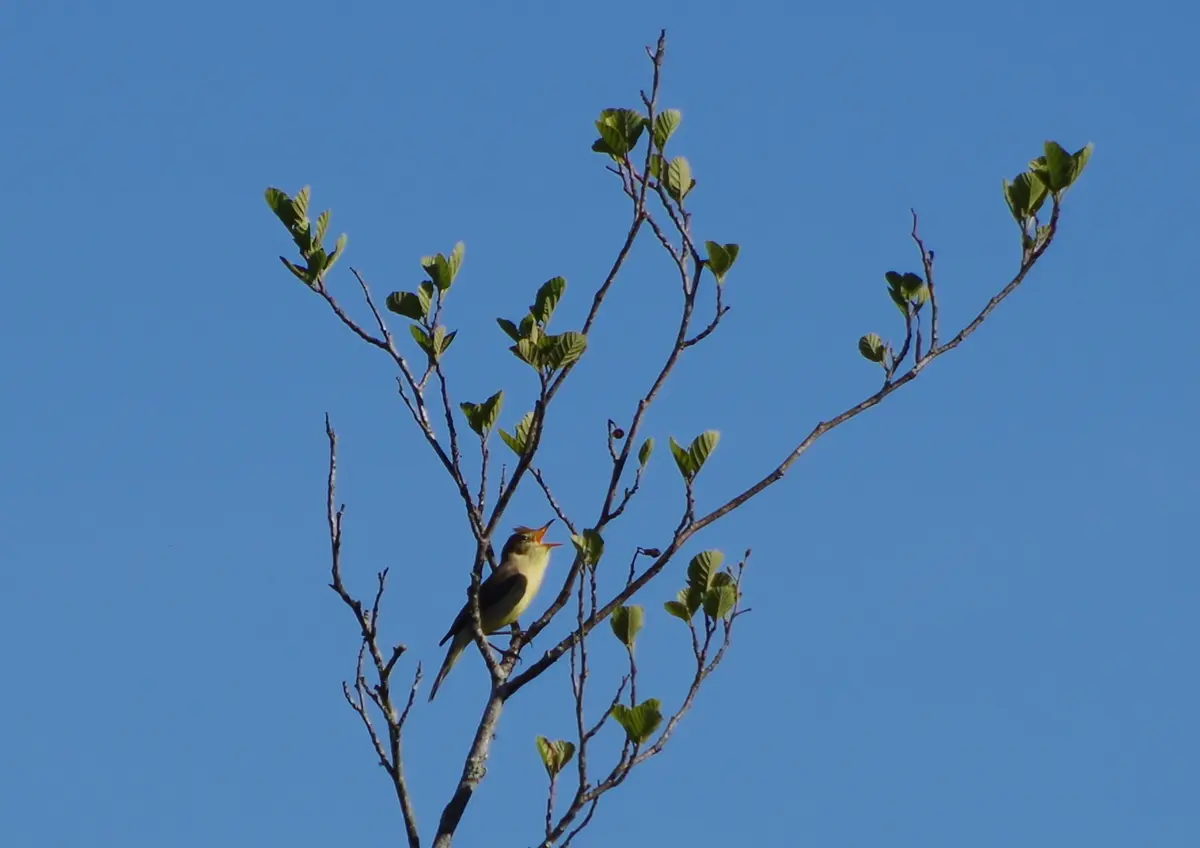 Balade nature : Symphonie des oiseaux