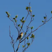 Balade nature : Symphonie des oiseaux