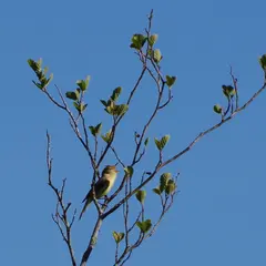 Balade nature : Symphonie des oiseaux