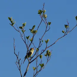 Balade nature : Symphonie des oiseaux