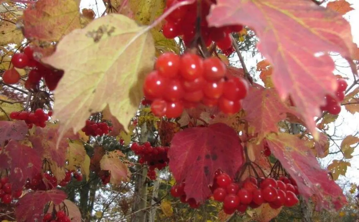 Balade nature Trésors d'automne - Domgermain