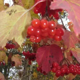 Balade nature Trésors d'automne - Domgermain