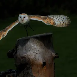 Balade nocturne