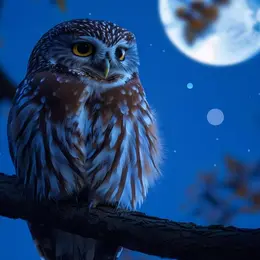 Balade nocturne