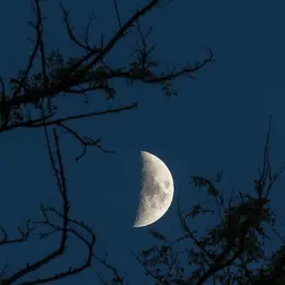 Balade nocturne en forêt