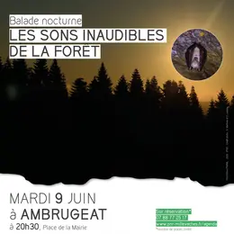 Balade nocturne : les sons inaudibles de la forêt