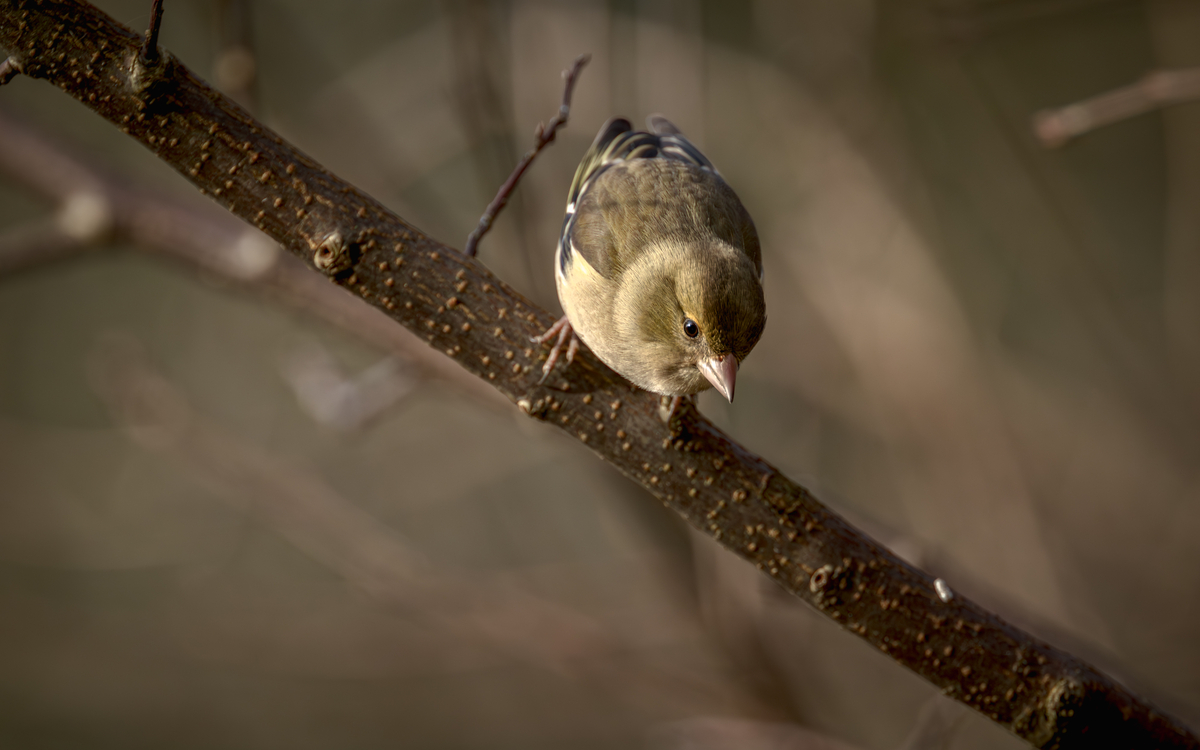 Balade oiseaux dans le Bois de Vincennes