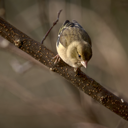 Balade oiseaux dans le Bois de Vincennes