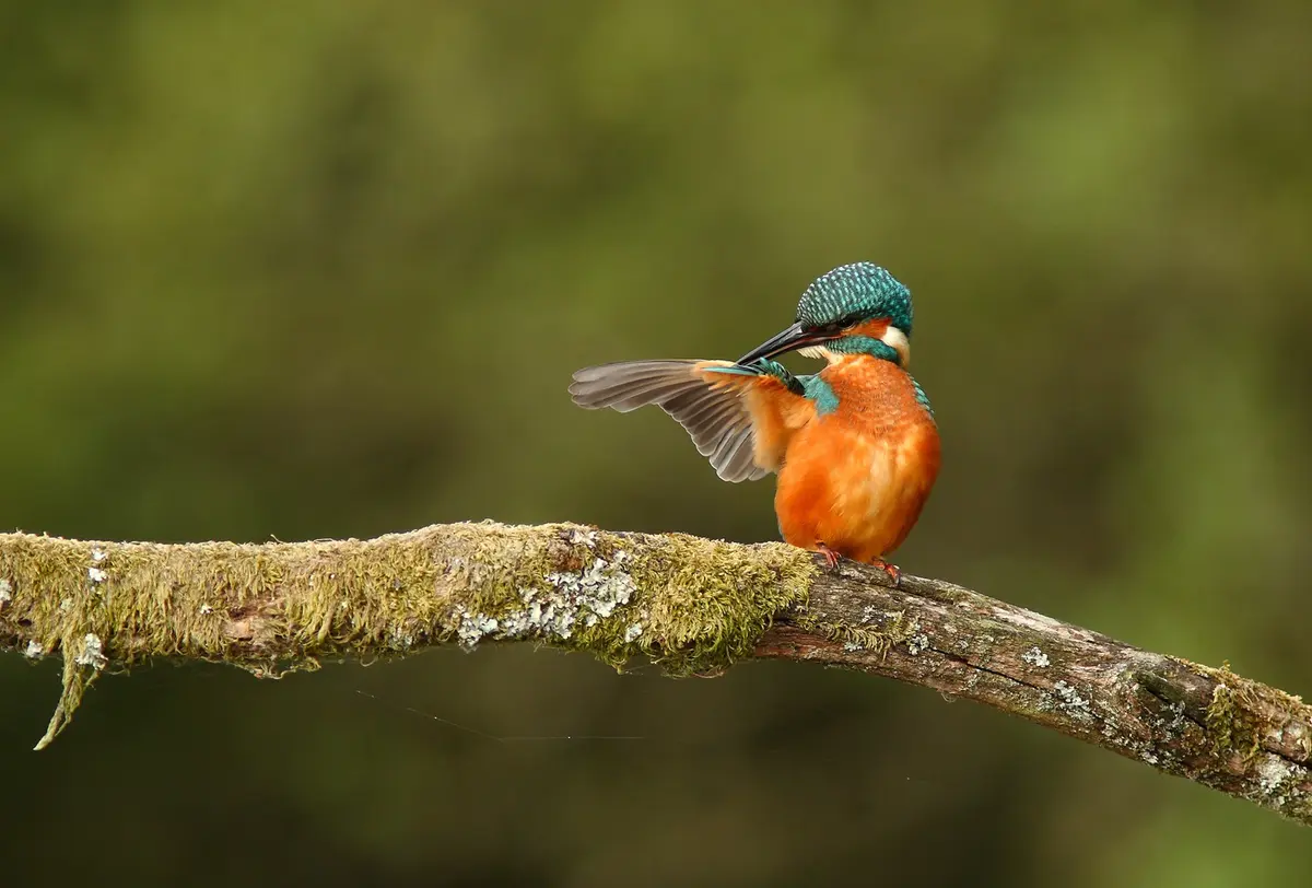 Balade ornitho