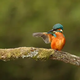 Balade ornitho