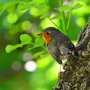 Balade ornithologique