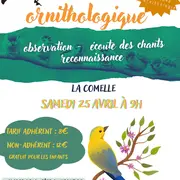 Balade ornithologique