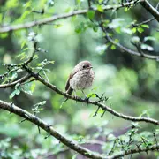 Balade ornithologique avec la Croisée des Villages