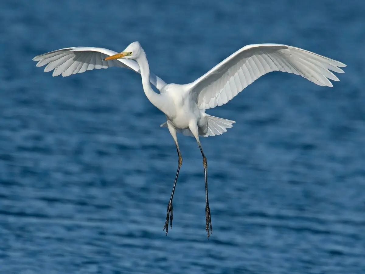 Balade ornithologique - pointe d’Agon