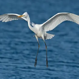 Balade ornithologique - pointe d’Agon