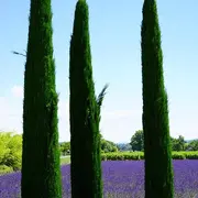 Balade - Parc du Cypressat