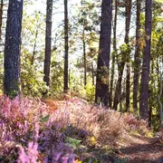 Balade Pédestre guidée
