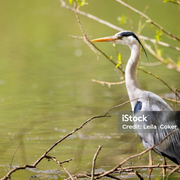 Balade photo: les oiseaux au petit matin au bord du lac