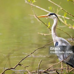 Balade photo: les oiseaux au petit matin au bord du lac