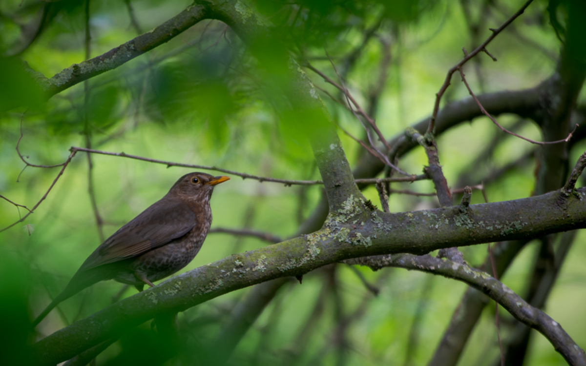 Balade photo: quels oiseaux au parc Georges Brassens ?
