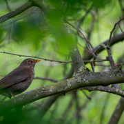 Balade photo: quels oiseaux au parc Georges Brassens ?