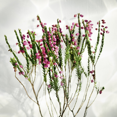 Balade Plantes Médicinales Et Comestibles