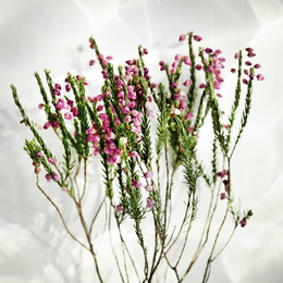 Balade Plantes Médicinales Et Comestibles