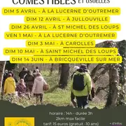 Balade plantes sauvages comestibles