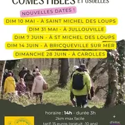 Balade plantes sauvages comestibles