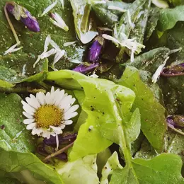 Balade plantes sauvages comestibles et médicinales