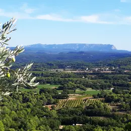 Balade plantes sauvages comestibles et médicinales