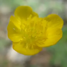 Balade plantes sauvages comestibles et médicinales du Canal du Verdon