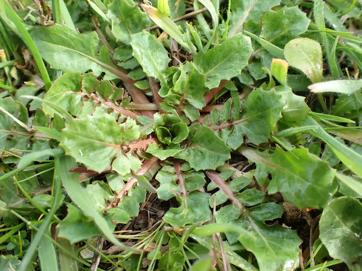 Balade plantes sauvages comestibles et médicinales