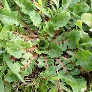 Balade plantes sauvages comestibles et médicinales