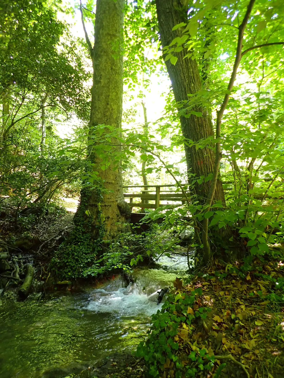 Balade plantes sauvages comestibles et médicinales de la vallée de Saint-Pons