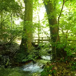 Balade plantes sauvages comestibles et médicinales de la vallée de Saint-Pons