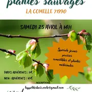 Balade reconnaissance plantes sauvages comestibles et médicinales