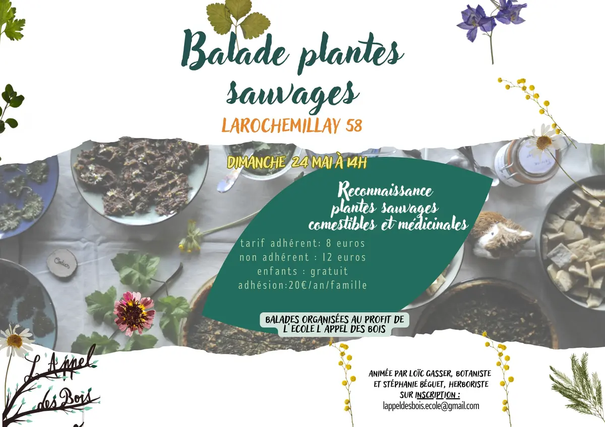 Balade reconnaissance plantes sauvages comestibles et médicinales